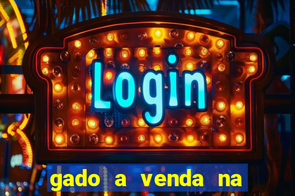 gado a venda na bahia olx